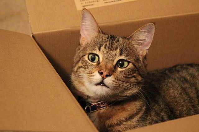 Krabice a sáčky mají kočky rády.